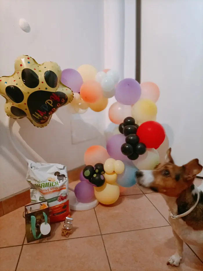 Festa a tema cani: allestimento con palloncini realizzato da Feste Pazze a Seregno